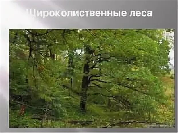 Какая деятельность человека в широколиственных лесах. Широколиственный лес евразии. широколиственный лес природная зона. зона широколиственных лесов растения. растения широколиственных лесов россии.
