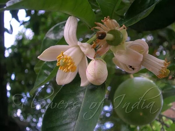 памела фрукт на дереве. растение помело цветение. помело дерево цветение. помело дерево цветение. как цветет помело.