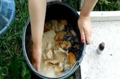 Настой хлеба подкормка