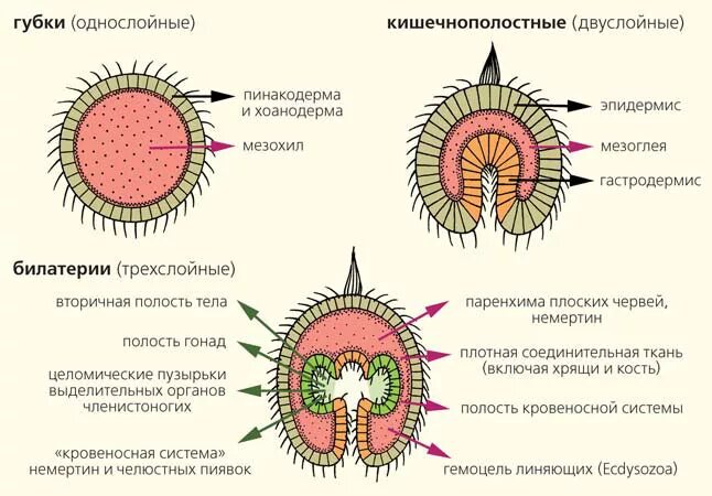 Первичная полость тела у актинии. Полости тела первичная вторичная смешанная. Первичная полость и вторичная полость. Первичная и вторичная полость тела у членистоногих. Эволюция полостей тела животных