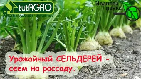 Когда сажать сельдерей на рассаду семенами