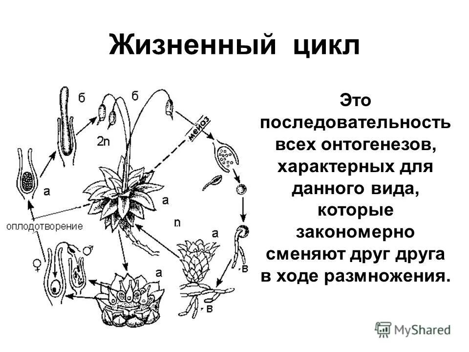 При делении жизненного цикла овощных растений онтогенез. Жизненный цикл это кратко. Жизненный цикл (биология). Схема жизненного цикла. Жизненный цикл организма.