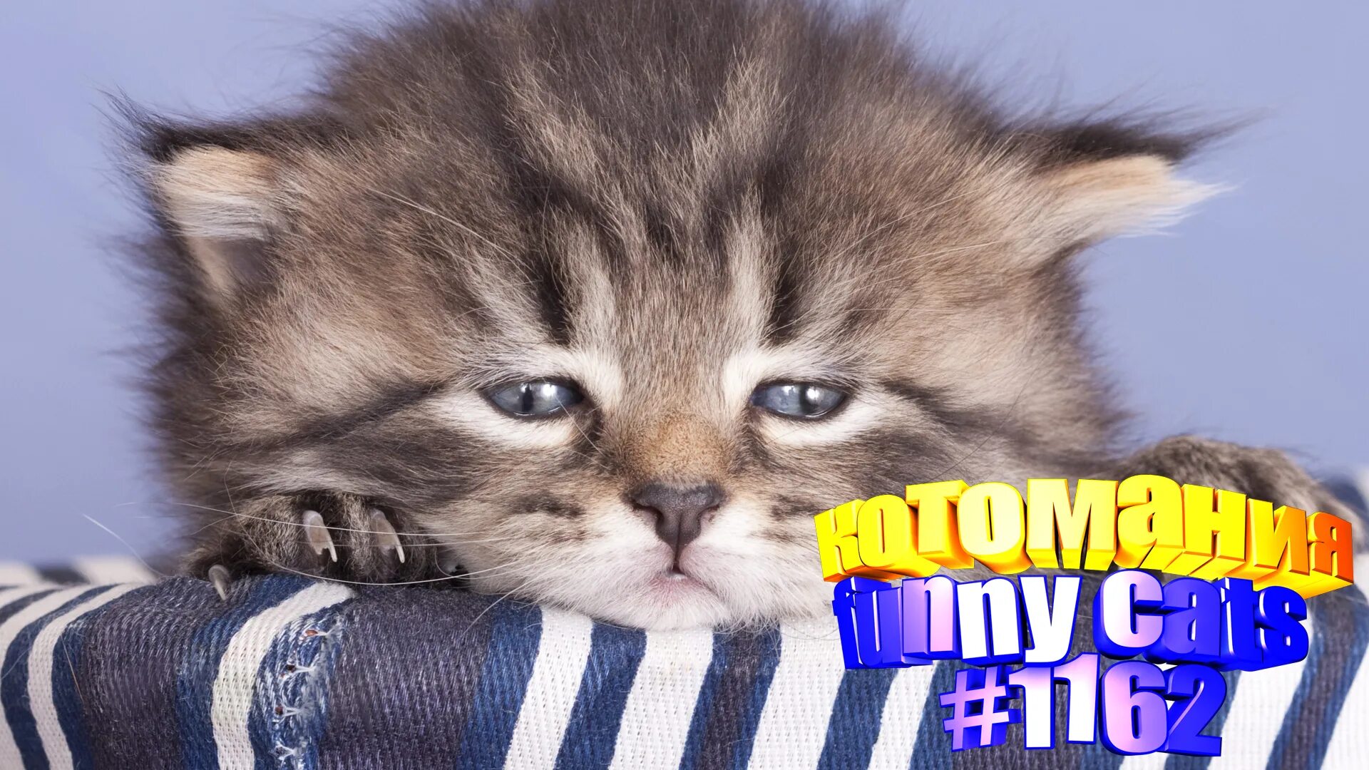 Смешные картинки. Смешные картинки. Мой маленький котенок. Смешные котята для детей. Ми ми ми кошки.