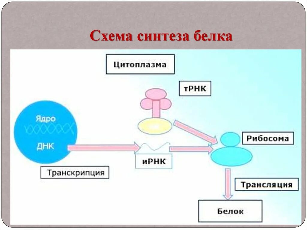 Суть регуляции транскрипции и трансляции ментальная карта. Синтез белков в клетке схема. процесс синтеза белка схема. синтез белка ментальная карта. общая схема синтеза белка в клетке.