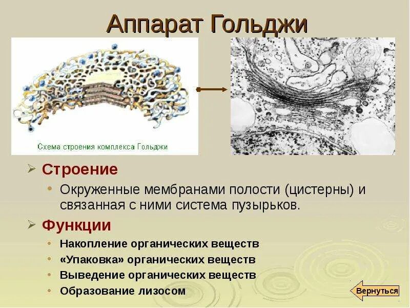 Какие функции выполняет комплекс гольджи синтезирует. Функции аппарата гольджи в клетке. функции аппарата гольджи в растительной клетке. аппарат гольджи у растительной клетки строение. комплекс гольджи характеристика и функции.