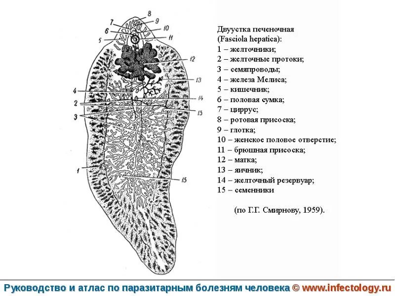 Печеночные сосальщики кишечник. Строение фасциолы печеночной. Печеночная двуустка строение. Схема строения печеночной двуустки. Fasciola hepatica строение.