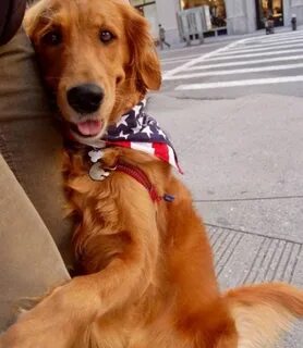 Dog gives