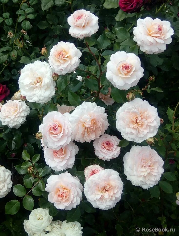 роза сорт шлосс ойтин. шлосс ойтин (schloss eutin). описание розы шлосс ойтин. шлосс ойтин (schloss eutin). английские розы шлосс ойтин.