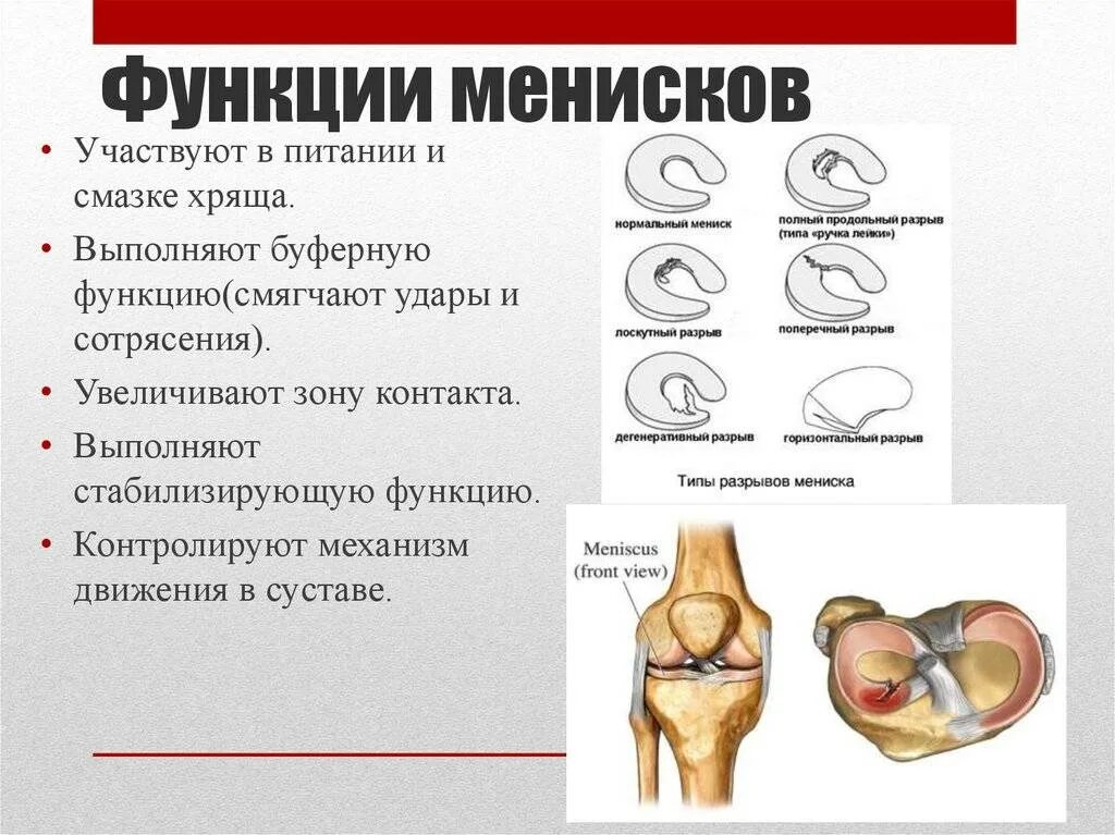 Коленный сустав строение и функции анатомия. Медиальный мениск коленного сустава анатомия. Строение мениска коленного сустава анатомия. Функции мениска в коленном суставе. Мениск коленного сустава лечение в домашних