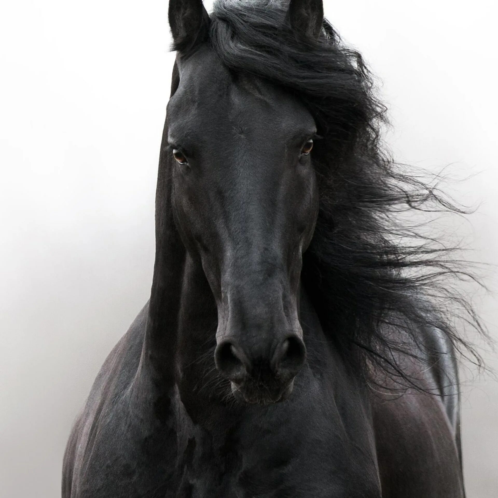 Морда лошади спереди. Картинки лошадей. Лошадь анфас. Лошадь анфас. Морда белой лошади.