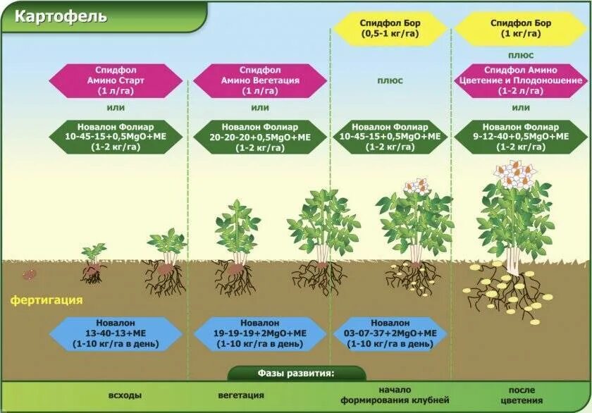 Через сколько дней зацветает. Схема внекорневых подкормок картофеля. Этапы роста картофеля. Фазы развития картофеля. Стадии роста картофеля.