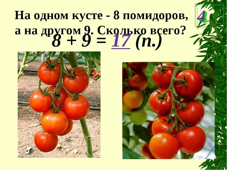 Сколько литров томата. Куст помидора. Урожайность томатов с куста. Сколько помидор с одного куста. 1 Кг помидоров.