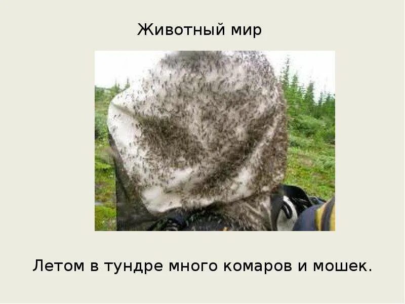 Лишайники как симбиотические организмы. Симбиоз в организме человека. Симбиотический организм которого много в тундре. Симбиотический организм которого много в тундре. Симбиотический организм которого много в тундре.