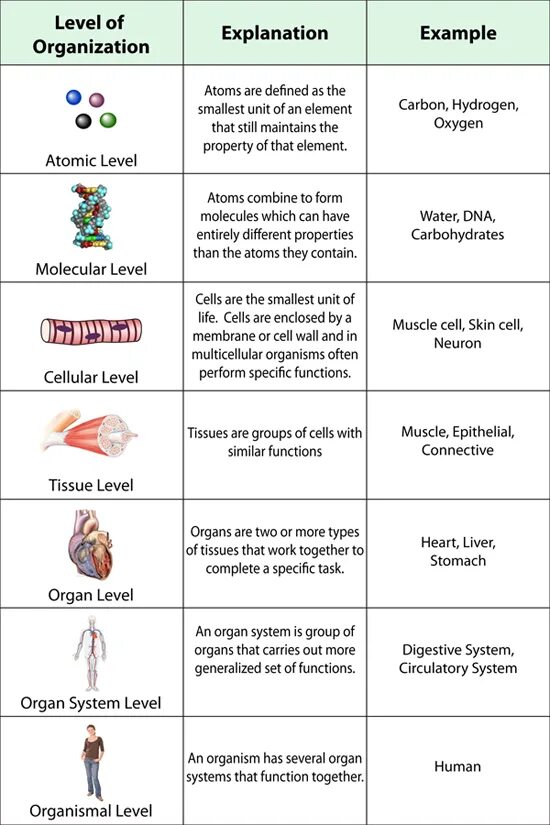 Levels of Organization. Levels of Life Organization. Organism Level of Organization. Levels of Organization of Living things. Living levels