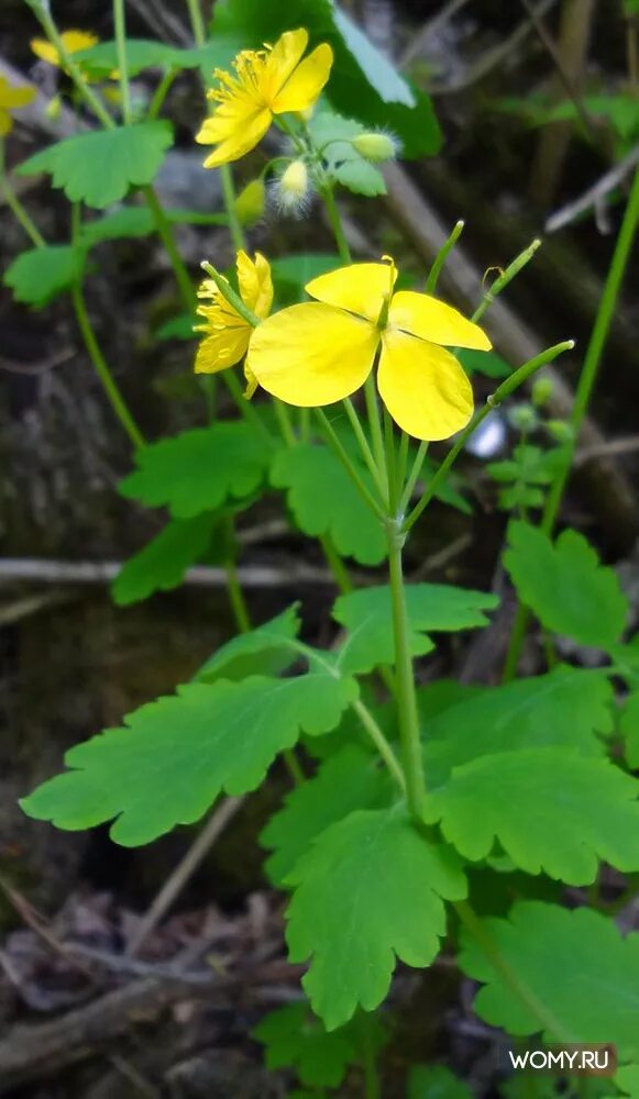 Чистотел Луговой. Chelidonium majus l.. Чистотел Майский. Чистотел бородавник.