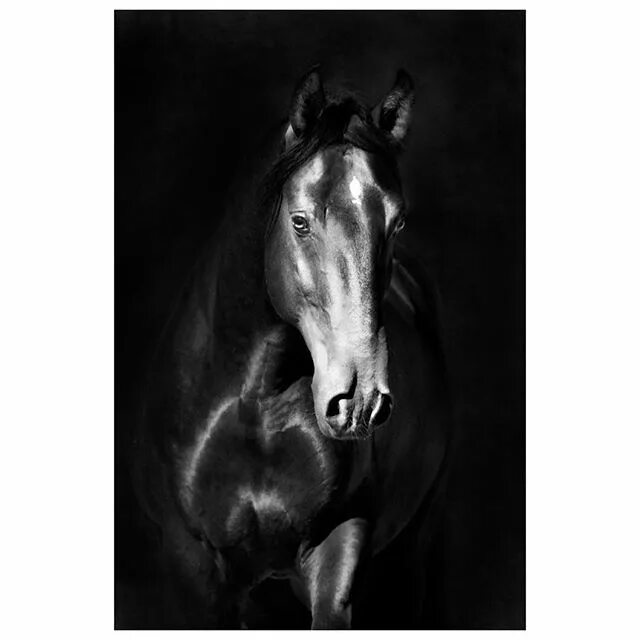 Книга черный конь. Черно белая картина лошади. Портрет лошади. Лошадь портрет в стиле. Лошадь арт деко.