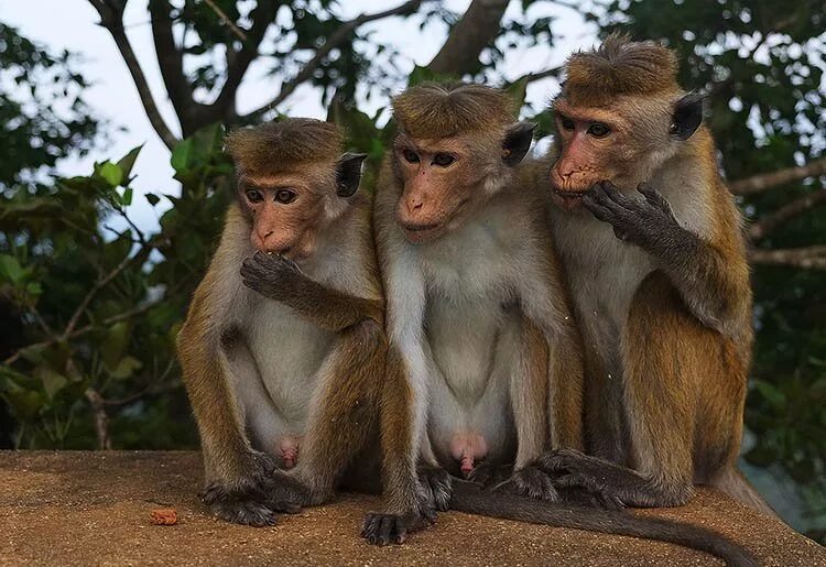 Три макаки. Три обезьяны. Три смешные обезьянки. Три макаки смешные. Глупый вместе