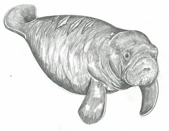 как нарисовать морскую корову. как нарисовать морскую корову. морские млекопитающие раскраска. дюгонь. морская корова рисунок.