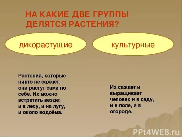 На какие две группы делятся имена. На какие две группы делятся. На какие две группы делятся растения. На какие 2 группы делятся растения. На какие группы делят культурные.