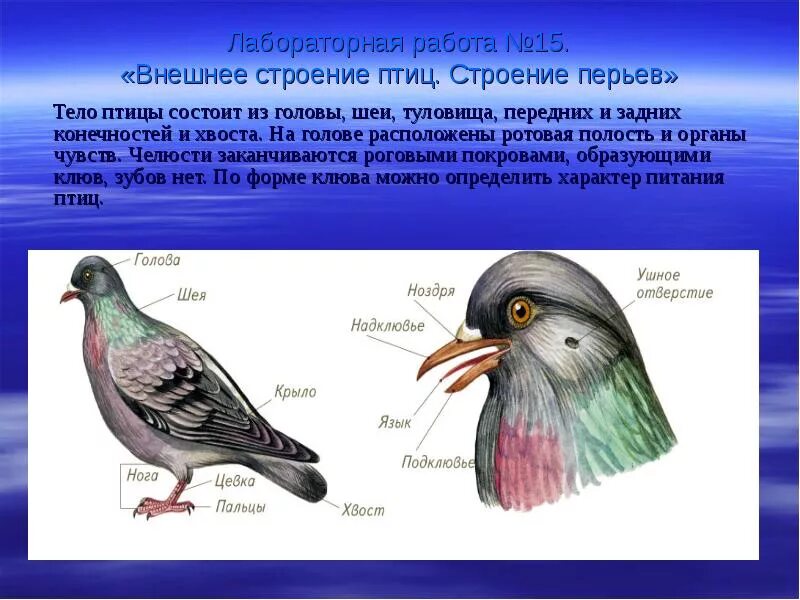 Внешнее строение птицы биология 7 класс лабораторная. Отделы тела птиц 7 класс биология. Внешнее строение птиц. Внешний вид птицы. Отделы тела птиц 7 класс