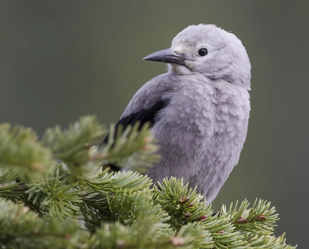 соколов-микитов в лесу лабиринт. умный охотник. охотники берегут редкостных птиц. соколов-микитов глухари. крымский степной фазан.