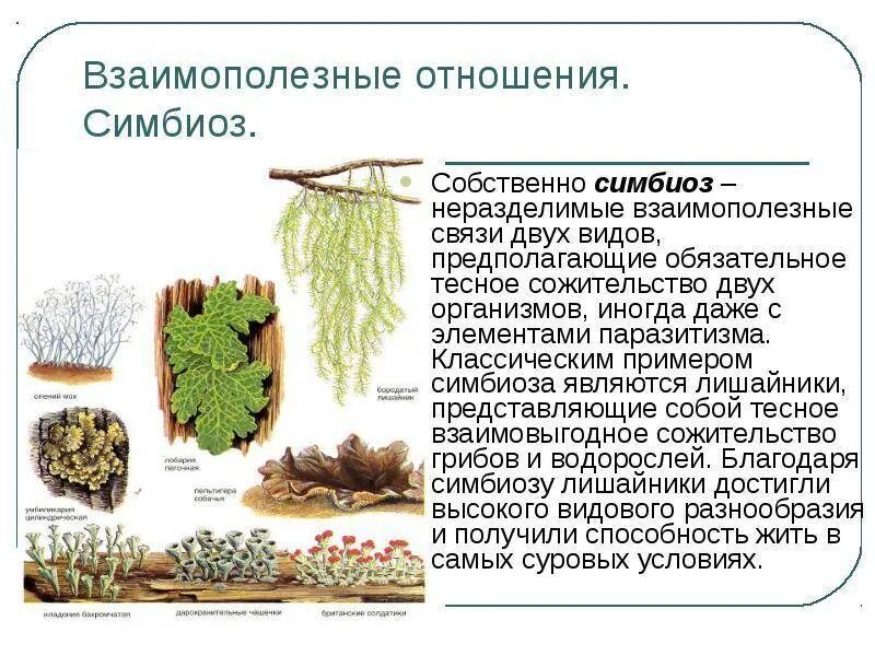 Совместное существование организмов