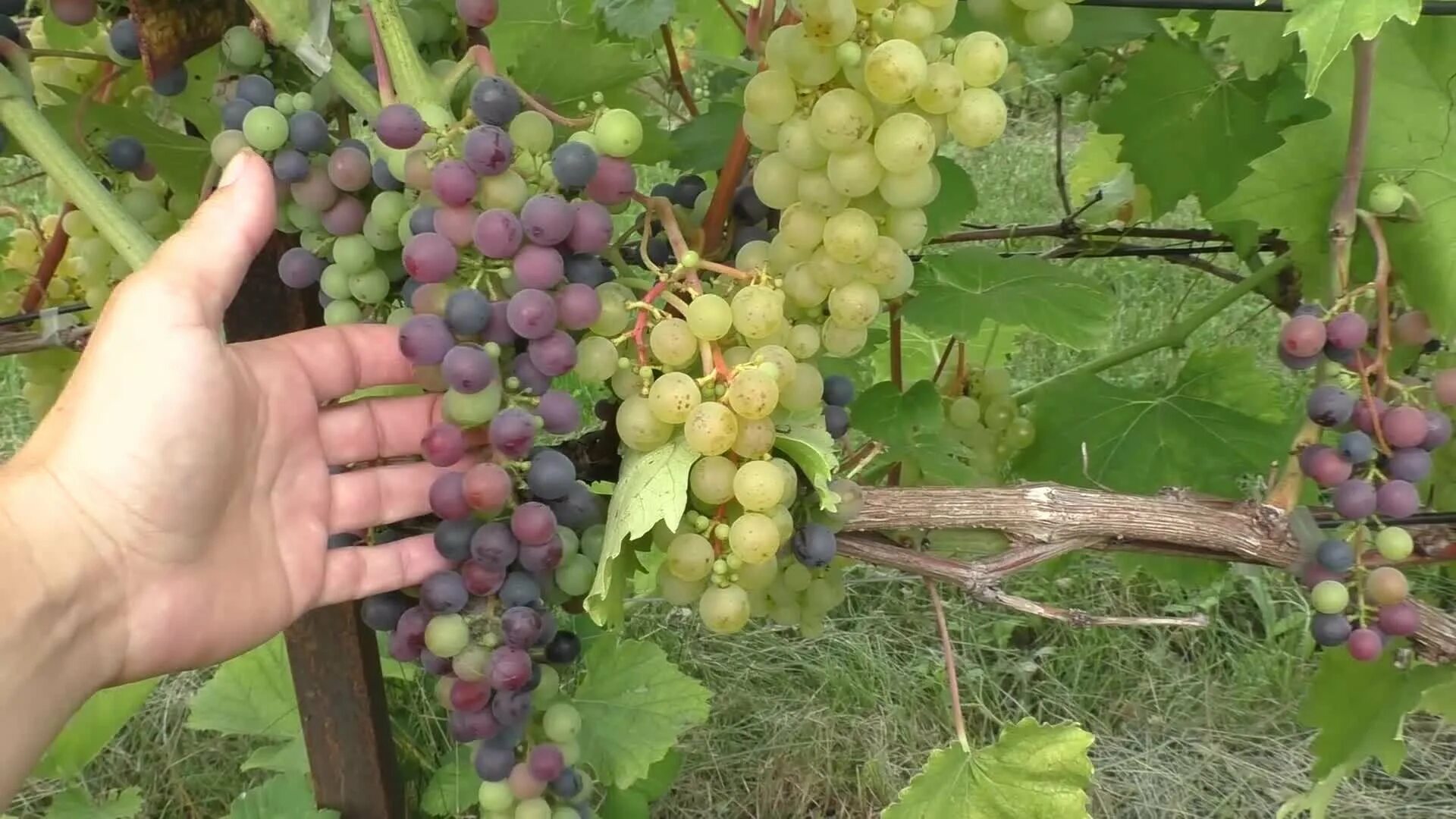 Saperavi grapes at harvest, Kakheti / Georgia ANJCI ALL OVER Flickr