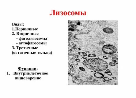 Лизосомы осуществляют внутриклеточное пищеварение