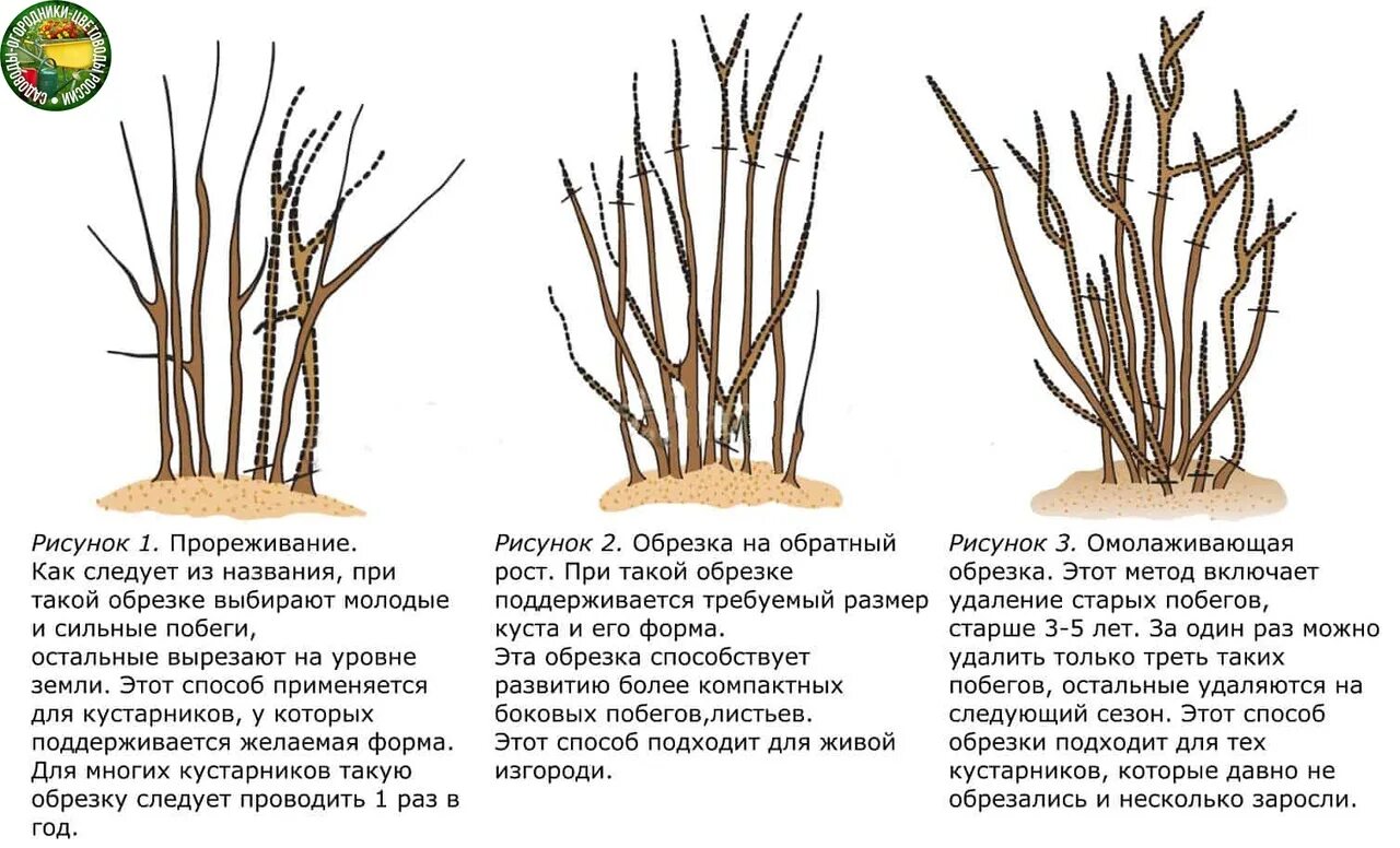 Как омолодить жимолость