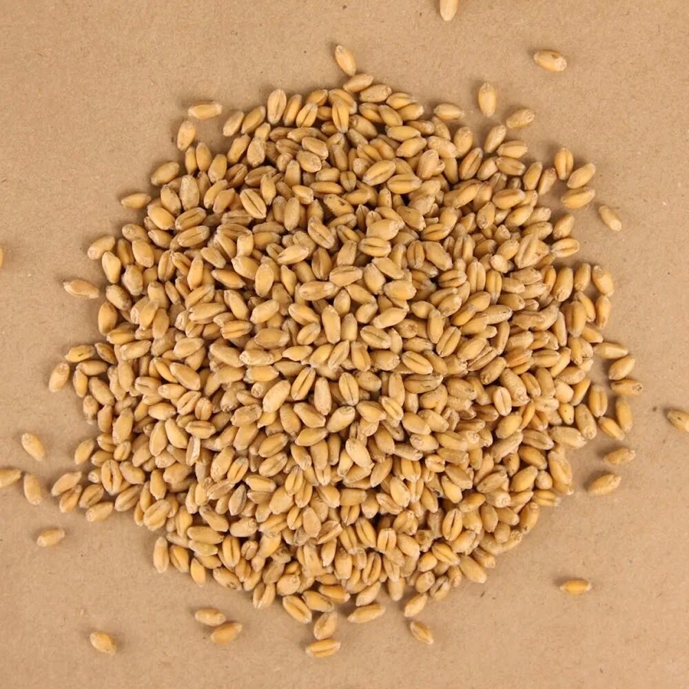 Растительный белок пшеница. Семена яровой пшеницы. Фуражное зерно пшеницы. Семена озимой пшеницы. Пшеница зерно.