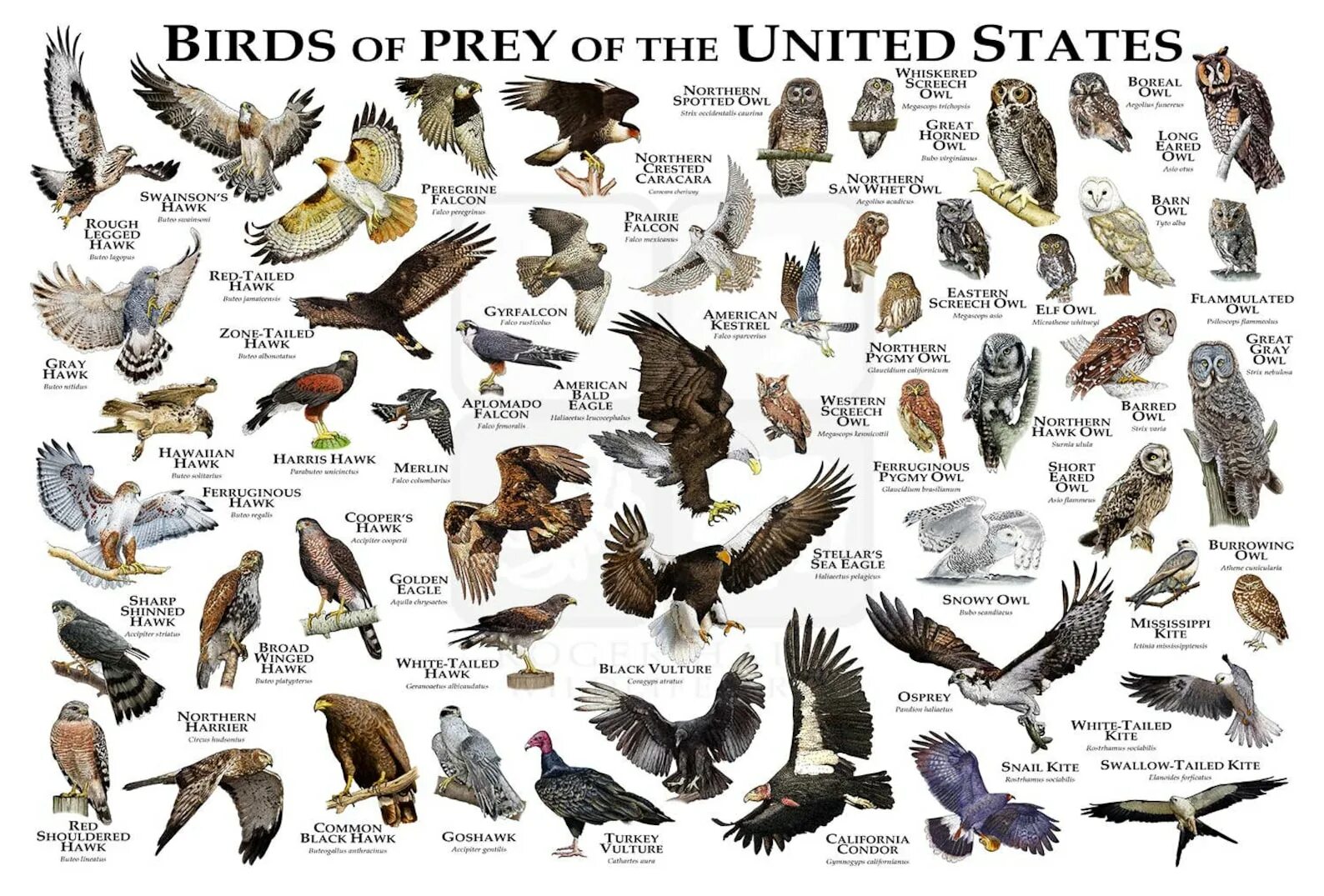 Самые частые птицы. Rвилы птиц. Хищные птицы. Названия всех хищных птиц. Птицы хищники с названиями.