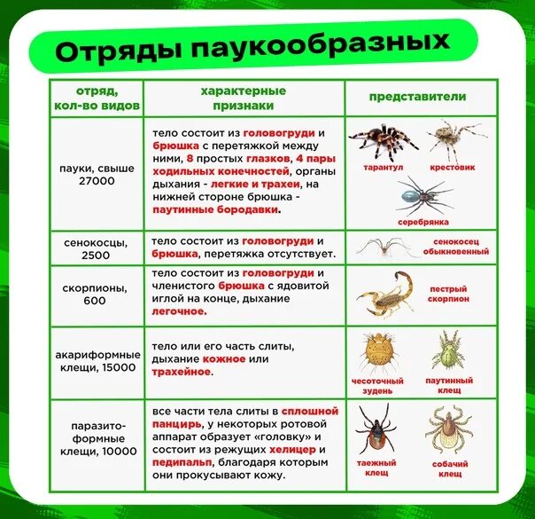 Установите соответствие между паукообразными и насекомыми. Установите соответствие между паукообразными и насекомыми
