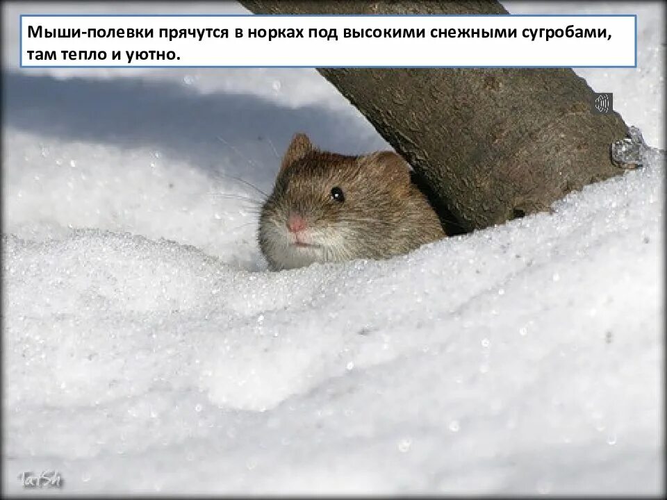 Время мышах. Мышь в снегу. Мышь в сугробе. Мышь зимой. Мышка прячется в норке.
