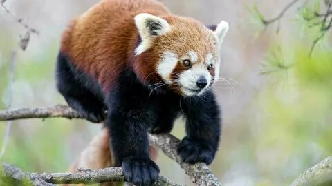 Small panda