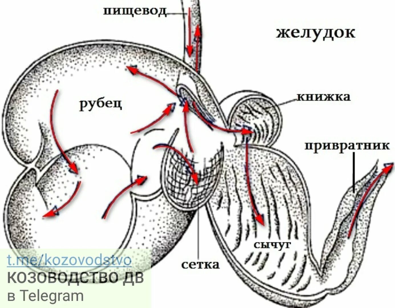 Строение желудков животных. Строение многокамерного желудка. Строение желудка КРС. Строение желудка крупного рогатого скота. Строение многокамерного желудка жвачных.