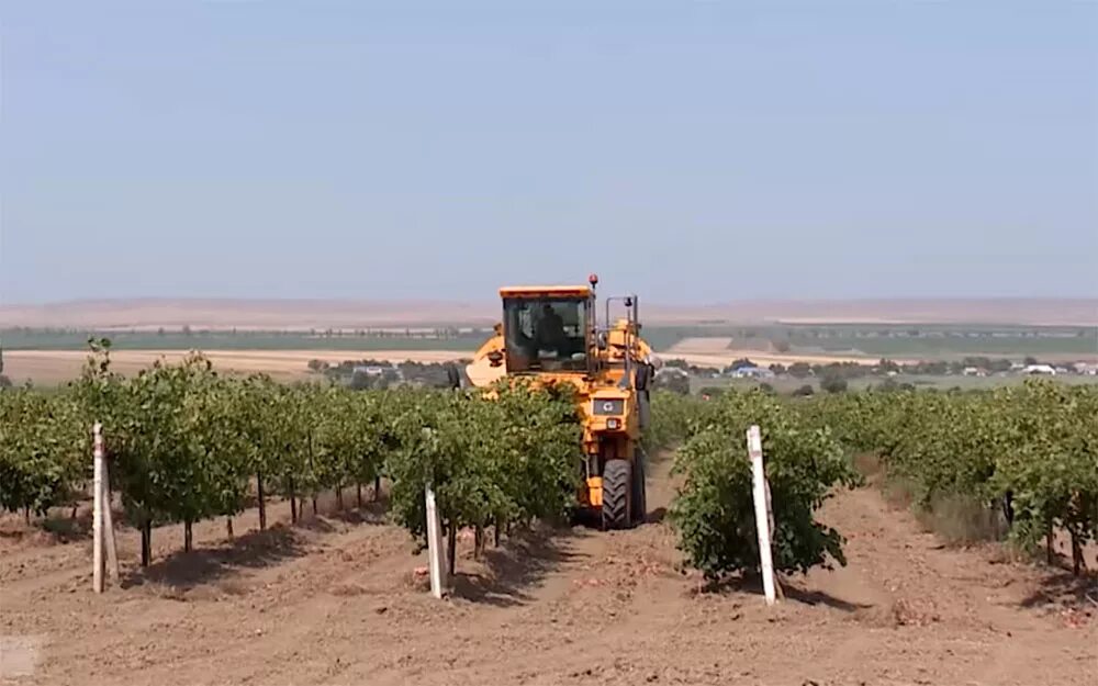 агрофирма южная тамань. агрофирма южная виноградники. агрофирма рубеж пугачев. агрофирма южная логотип. агрофирма южная тамань.