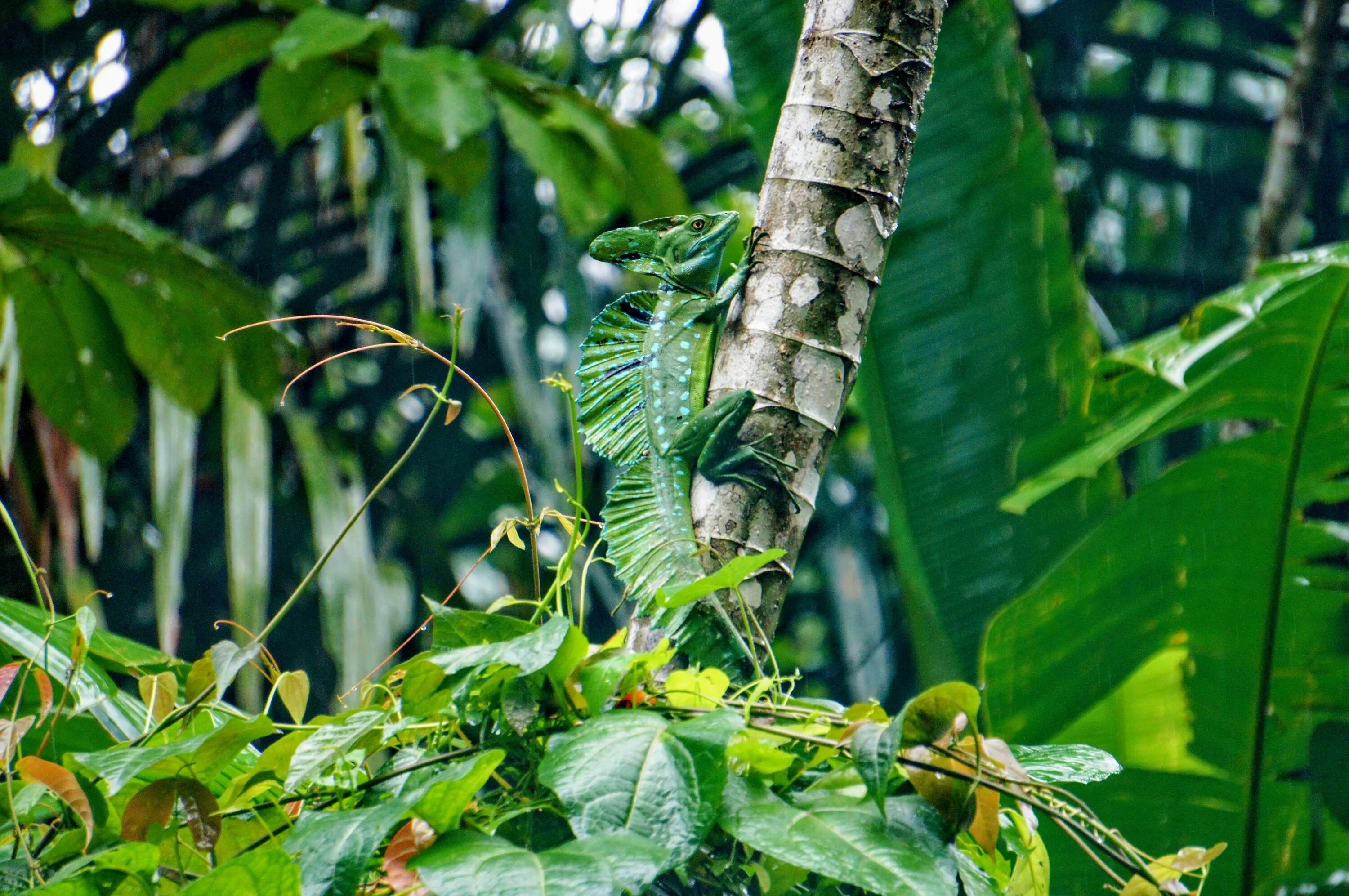 Rainforest plants. Бабочки тропических лесов Индии. Растения тропических лесов Южной Америки. Кат Тьен тропический лес. Тропические леса Индии насекомые.