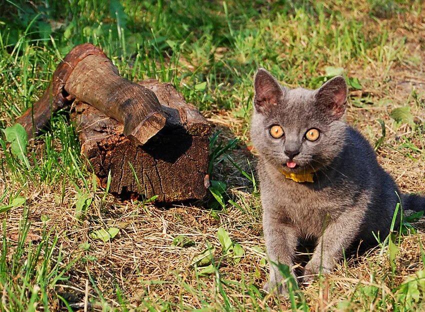 Кот неожиданно. Внезапно кот. неожиданный котик. кот вдруг.