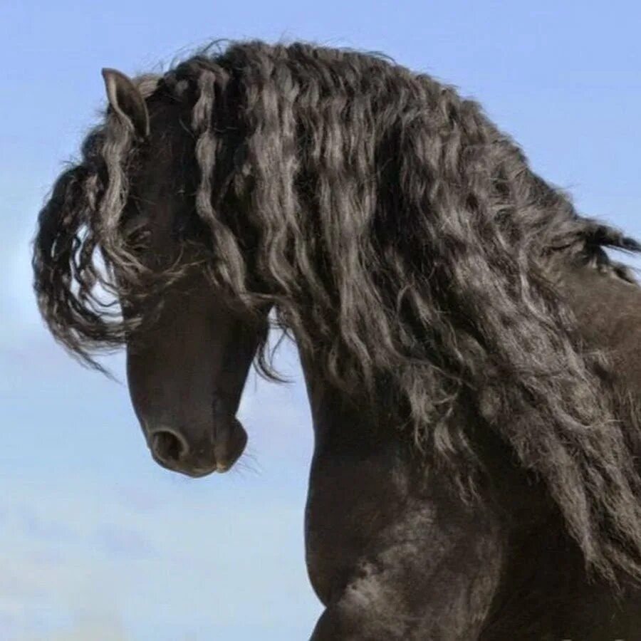 Конь с черной гривой. Пегая Фризская лошадь. Фриз Фризская лошадь. Фризская лошадь грива.