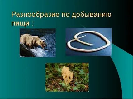 Членистоногие способ добывания пищи