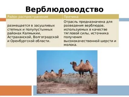 Какой народ занимается верблюдоводством