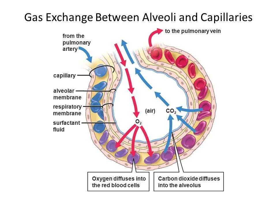 Сколько слоев клеток входит в состав альвеол. Gas Exchange in the alveoli. Alveoli structure. Alveoli and capillaries. Сколько слоев клеток у альвеол.