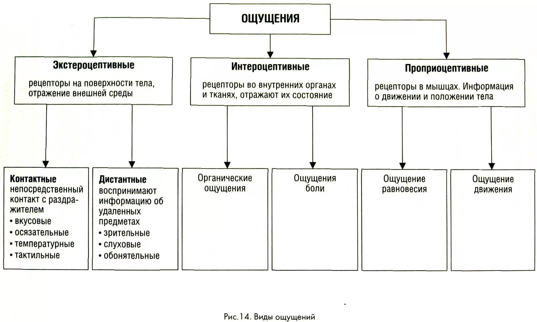 Функции восприятия и внимания. Формы ощущений в психологии таблица. Типы ощущений в психологии. Схема виды ощущений психология. Классы ощущений в психологии таблица.