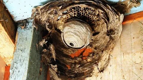 Не семейка а осиное гнездо угораздило