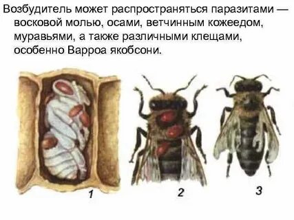 Улей клещей