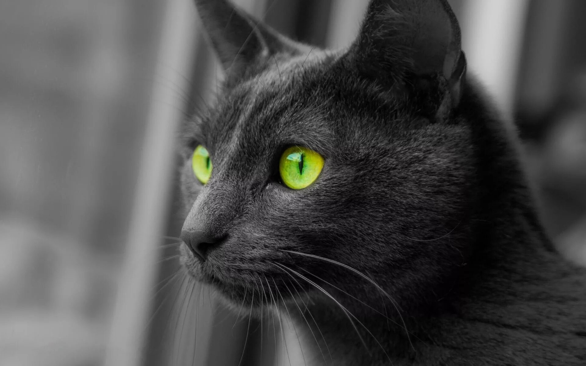 Русская голубая кошка черная. Чёрный кот. Чёрный кот с зелёными глазами. Черная кошка с зелеными глазами