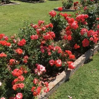 Rose phoenix