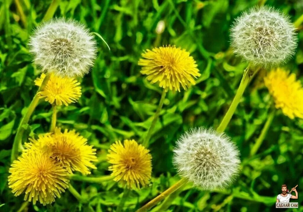 Одуванчик желтый. Фото одуванчика желтого. Pissenlit. Dandelions. Цветки одуванчика для здоровья