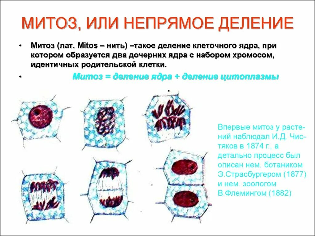 Митоз. Деление ядра клетки. Деление митоза. Митотическое деление клетки. Деление родительской клетки