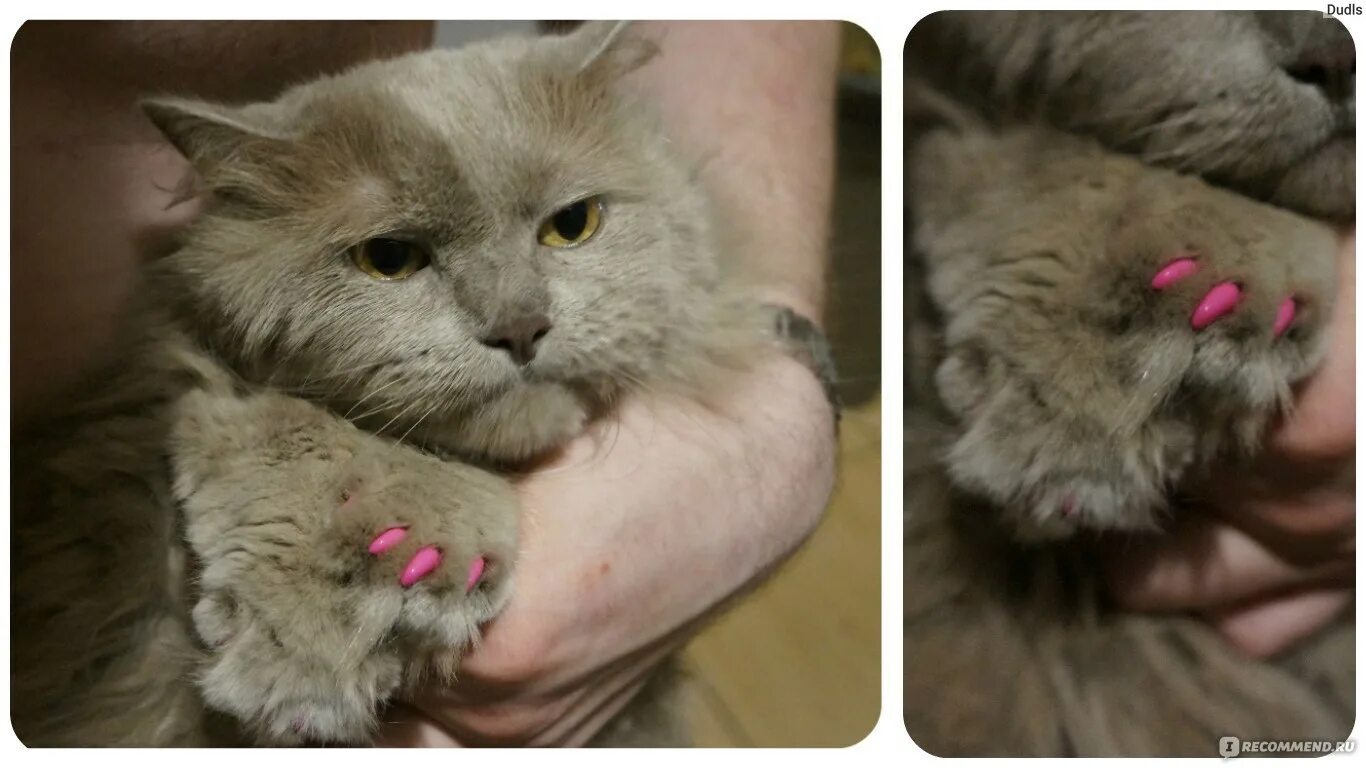 Мягкие лапки для кошек. Мягкие лапки для кошек операция. кот без когтей порода. размер когтей у кошек.